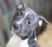 Americký staffordšírský teriér modrá št., sPP